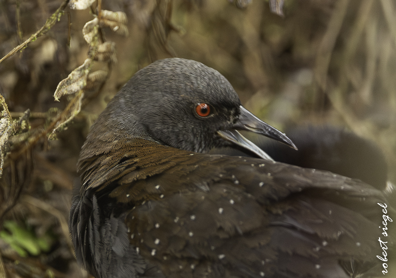 galapagos